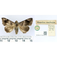 /filer/webapps/moths/media/images/P/palpalis_Ophiusa_HT_BMNH.jpg