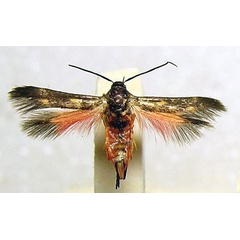 /filer/webapps/moths/media/images/J/jemensis_Eretmocera_A_BMNH_01.jpg