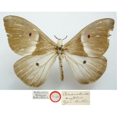 /filer/webapps/moths/media/images/M/mollis_Ceranchia_HT_NHMUKa.jpg
