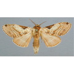 /filer/webapps/moths/media/images/T/triangularis_Eurystauridia_A_RMCA_01.jpg