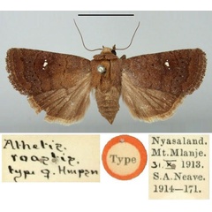 /filer/webapps/moths/media/images/R/roastis_Athetis_HT_BMNH.jpg