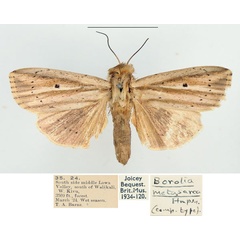 /filer/webapps/moths/media/images/M/metasarca_Mythimna_AM_BMNH.jpg