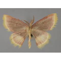 /filer/webapps/moths/media/images/N/nigribasalis_Chrysocraspeda_A_ZSM_02.jpg
