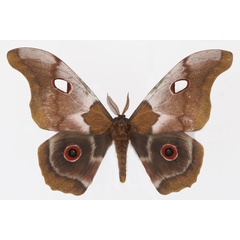/filer/webapps/moths/media/images/M/macrothyris_Gonimbrasia_AM_Basquina.jpg