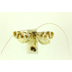 /filer/webapps/moths/media/images/W/wahlbergi_Ceromitia_A_RMCA.jpg