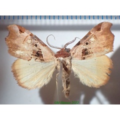 /filer/webapps/moths/media/images/N/noel_Marcipa_AM_Bippus.jpg