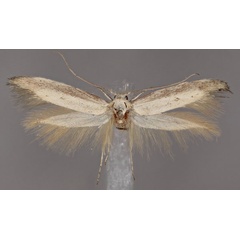 /filer/webapps/moths/media/images/K/kgalagadica_Scythris_PT_ZMUH.jpg