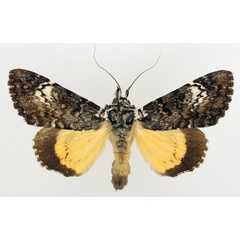/filer/webapps/moths/media/images/P/pseudomarmoratus_Ulotrichopus_AF_TMSA_01.jpg