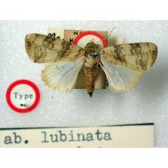 /filer/webapps/moths/media/images/L/lubinata_Maurilia_HT_BMNH.jpg
