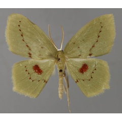 /filer/webapps/moths/media/images/M/malagasy_Maxates_A_ZSM_01.jpg
