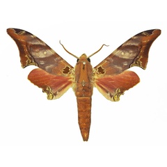 /filer/webapps/moths/media/images/L/lagnelae_Polyptychus_AM_Basquin_02a.jpg