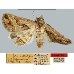 /filer/webapps/moths/media/images/T/transiens_Acantholipes_AT_MNHN.jpg