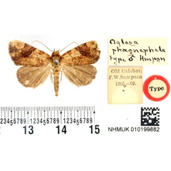 /filer/webapps/moths/media/images/P/phaeonephele_Oglasa_HT_BMNH.jpg
