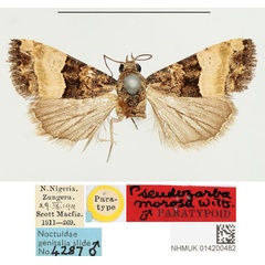 /filer/webapps/moths/media/images/M/morosa_Pseudozarba_PTM_BMNH.jpg
