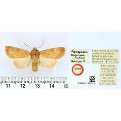 /filer/webapps/moths/media/images/S/sabulosa_Apospasta_HT_BMNH.jpg