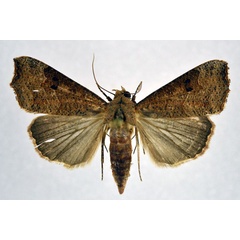/filer/webapps/moths/media/images/S/sabulifera_Anomis_AF_NHMO.jpg