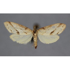 /filer/webapps/moths/media/images/D/deceptans_Philenora_HT_BMNH.jpg