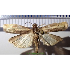 /filer/webapps/moths/media/images/S/seychellellus_Conocramboides_AM_Bippus.jpg