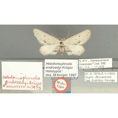/filer/webapps/moths/media/images/E/endroedyi_Hebdomophruda_HT_TMSA.jpg