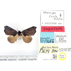 /filer/webapps/moths/media/images/T/trista_Marcipa_PTF_BMNH.jpg