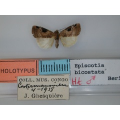 /filer/webapps/moths/media/images/B/bicostata_Episcotia_HT_RMCA.jpg