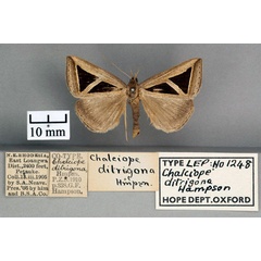 /filer/webapps/moths/media/images/D/ditrigona_Chalciope_PT_OUMNH_01.jpg