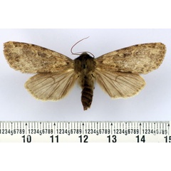 /filer/webapps/moths/media/images/R/rougeoti_Batuana_AF_BMNH.jpg