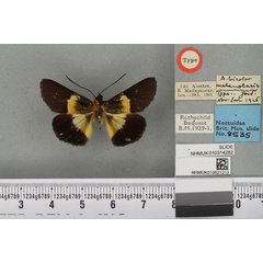 /filer/webapps/moths/media/images/M/melanobasis_Arrothia_HT_BMNHa.jpg