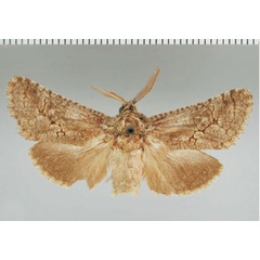 /filer/webapps/moths/media/images/P/punctulata_Lichtensteinia_AM_ZMHB.jpg