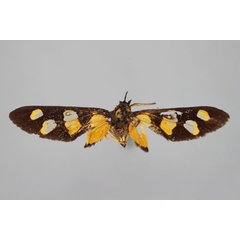 /filer/webapps/moths/media/images/Z/zygaenoides_Stictonaclia_LT_BMNH.jpg