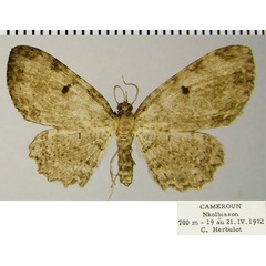 /filer/webapps/moths/media/images/F/foraminata_Collix_AF_ZSM_01.jpg