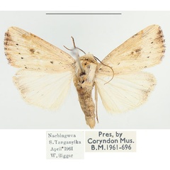 /filer/webapps/moths/media/images/A/albimacula_Leucania_AM_BMNH.jpg