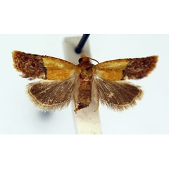 /filer/webapps/moths/media/images/C/chrysoxantha_Anthozela_AF_ISEA_01.jpg