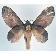 /filer/webapps/moths/media/images/L/longipennis_Typhonoya_AF_NHMO.jpg