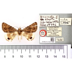 /filer/webapps/moths/media/images/Z/zaza_Anumeta_AT_BMNH.jpg