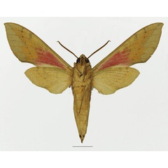 /filer/webapps/moths/media/images/C/capensis_Theretra_AM_Basquin_01b.jpg