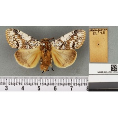 /filer/webapps/moths/media/images/E/elegans_Dasychira_HT_BMNHa.jpg