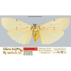 /filer/webapps/moths/media/images/M/monticola_Eilema_AT_MNHN.jpg