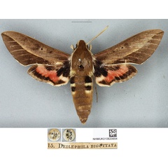/filer/webapps/moths/media/images/B/biguttata_Deilephila_HT_BMNH.jpg