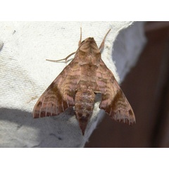 /filer/webapps/moths/media/images/S/spiritus_Temnora_A_Goff_03.jpg