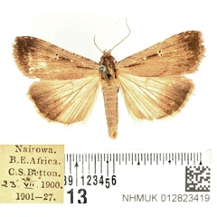 /filer/webapps/moths/media/images/E/exsiccata_Tathorhynchus_AM_BMNH_02.jpg