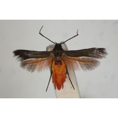 /filer/webapps/moths/media/images/C/carteri_Eretmocera_HT_BMNH.jpg
