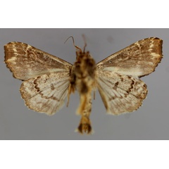 /filer/webapps/moths/media/images/M/maillardi_Callopistria_A_RMCA_02.jpg