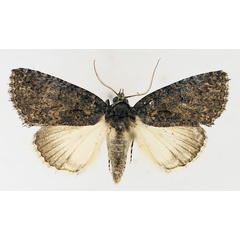/filer/webapps/moths/media/images/E/erygidia_Prionofrontia_AM_TMSA_01.jpg
