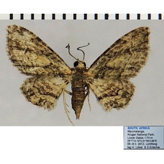 /filer/webapps/moths/media/images/J/jansei_Chloroclystis_AF_ZSMa.jpg