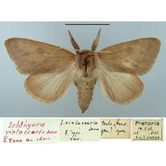 /filer/webapps/moths/media/images/V/violacearia_Ichthyura_PTF2_TMSA.jpg