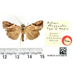 /filer/webapps/moths/media/images/D/diagonalis_Oglasa_HT_BMNH.jpg