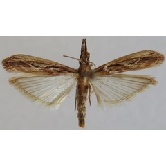 /filer/webapps/moths/media/images/A/apidis_Balinskyia_PTF_MNHN.jpg