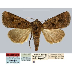 /filer/webapps/moths/media/images/B/bipunctatoides_Tycomarptes_AT_MNHN.jpg