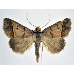 /filer/webapps/moths/media/images/F/flavilinea_Plecoptera_A_NHMO.jpg